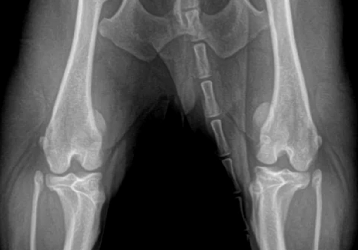 Complementary radiographic image of a dog hindlimb